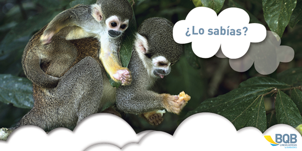 buquebus_cl's tweet photo. ¿Sabías que Brasil es uno de los países con mayor biodiversidad? Por ejemplo, ¡tiene el record en población de monos! http://t.co/yj0JICVYV3