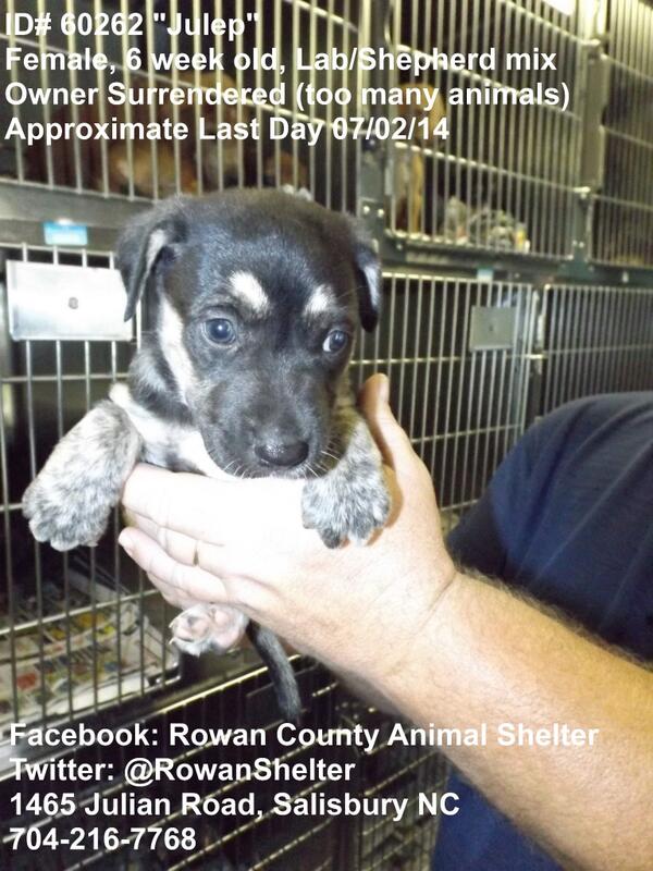 RowanShelter's tweet photo. http://t.co/25UtUKE1ZN