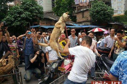 ChinesePic's tweet photo. شوهد رجل في مدينة Yulin يقوم بتعذيب كلب أمام الناس ليجبرهم على شرائه بـ 350 رمنبي. http://t.co/NRm5SPDJnm