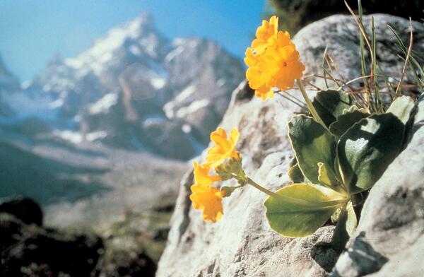 “Ogni roccia ha il suo fiore…”. Settimana Fiori, Erbe e Sapori, dal 22 giugno #Bellamonte #Predazzo