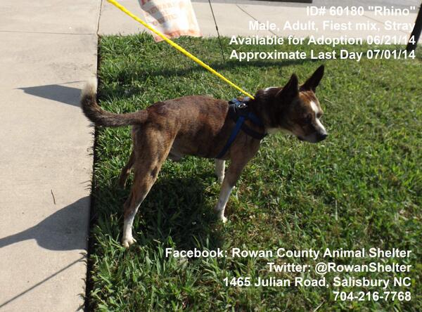 RowanShelter's tweet photo. http://t.co/wxrK18E0Hu