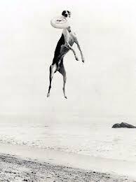 MaltyBrown's tweet image. @Dodgers @ashleywhippet Hey Dodger Stadium, remember this dog 40 years ago?  August 4th, 1974!  #ashleywhippet