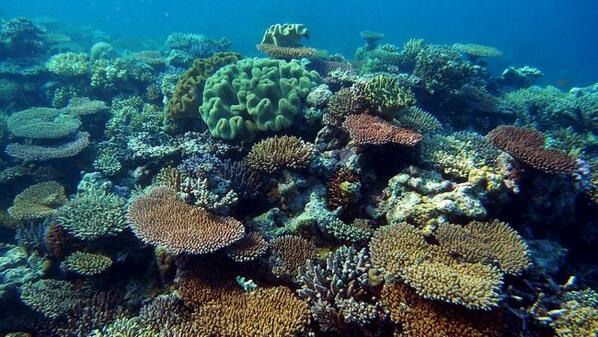 Remote #coral reef comes back from the dead bit.ly/1ysC8q3 via <a href="/australian/">The Australian</a> #Australia