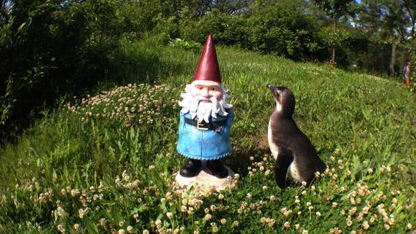 RoamingGnomee's tweet photo. If I'd known my visit with the @tozookeepers was a black tie affair, I would've packed my tux. http://t.co/8ynxcYx5ow