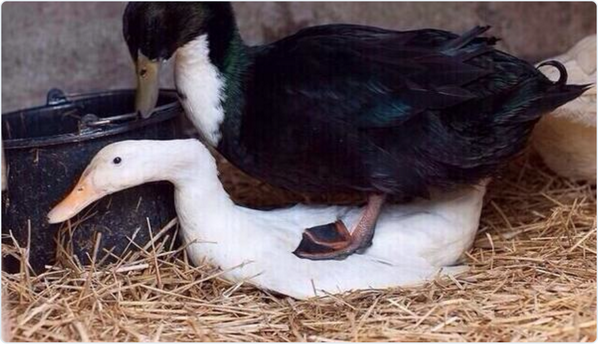 wellnessmeds's tweet photo. When auto correct changes "fucking" to "ducking" http://t.co/qQboWJYMVS