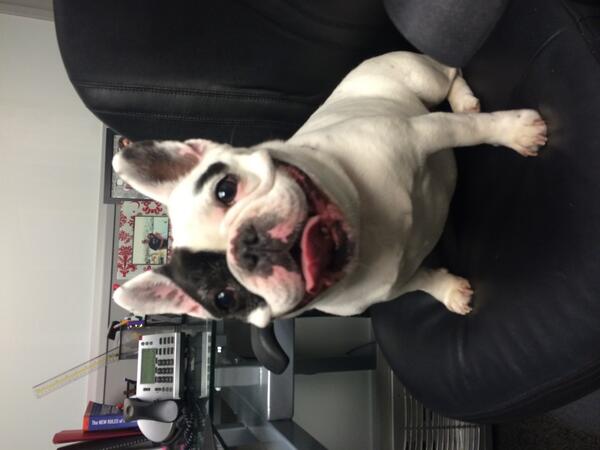 TE_99's tweet photo. @TODAYshow Bella is monitoring our social media accounts today...#BringYourDogToWorkDay #TacticalElectronics http://t.co/H3M6LxUEnQ