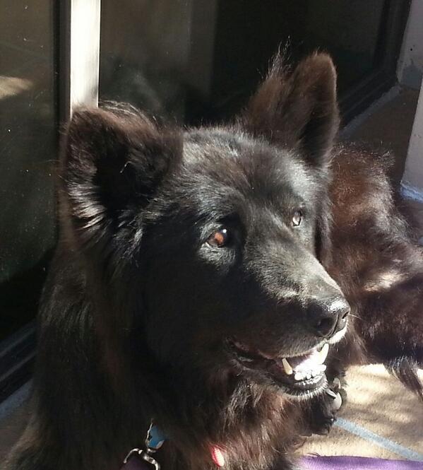 AdamPaulConway's tweet photo. This is my dog Lucky. She is the love of my life #mansbestfriend http://t.co/PynfDVZz28