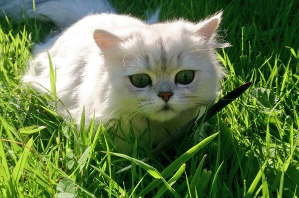 MrPicklesKitten's tweet photo. I caught a bird but part of it got away #awkward http://t.co/4vZcEhCWjU