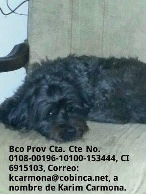 ProvidenceH41's tweet photo. @maxarmoza  ((RESCATADA)) KAMILA YA TIENE ADOPTANTES PERO AUN FALTA ESTERILIZARLA. SE NECESITAN PADRINOS!! http://t.co/B8D7YNEGuU