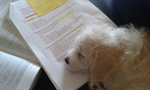 NoemiPerezRodri's tweet photo. Hasta Trasto se aburre estudiando trastornos http://t.co/2U7NEVb5nd
