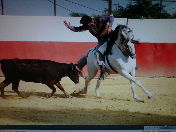 CaballosPRE's tweet photo. "Que me entierren con espuelas
y el barbuquejo en la barba
que siempre fue un malnacido
quien renegó de su casta". http://t.co/9S5Q6BH56l