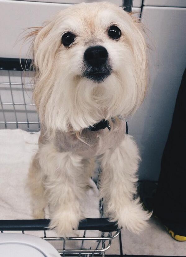 ferretmom101's tweet image. Day 92: I saw a dog #100happydays #suchcute #muchwant