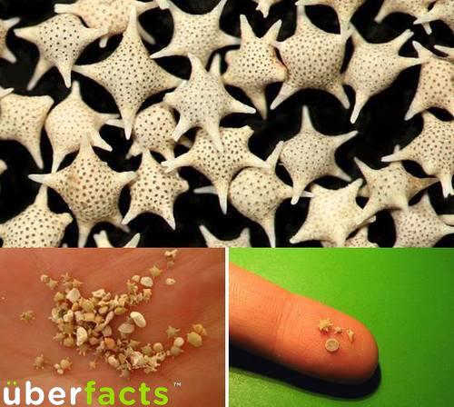 The sand in Okinawa, Japan, is made up of tiny star shaped particles.