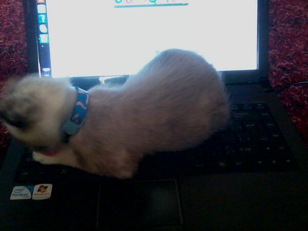 Tiagodouglasc's tweet photo. ta de sacanagem que vc quer dormir ai gato http://t.co/heDwkRHt6d