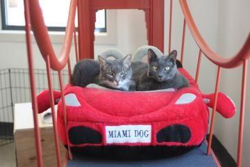 petsunlimited's tweet photo. June is Adopt a Shelter Cat Month! Visit kitties on the web or meet 'em TODAY: https://t.co/Ag8bwtzTg1 #FelineFriday http://t.co/HRhT7ayEWF