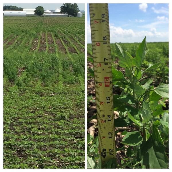 ChadwithBecks's tweet image. How would YOU safely control 12-18&quot; lambsquarters in V2 Glyphosate-Resistant soybeans? #agronomynerd @weedgirl24