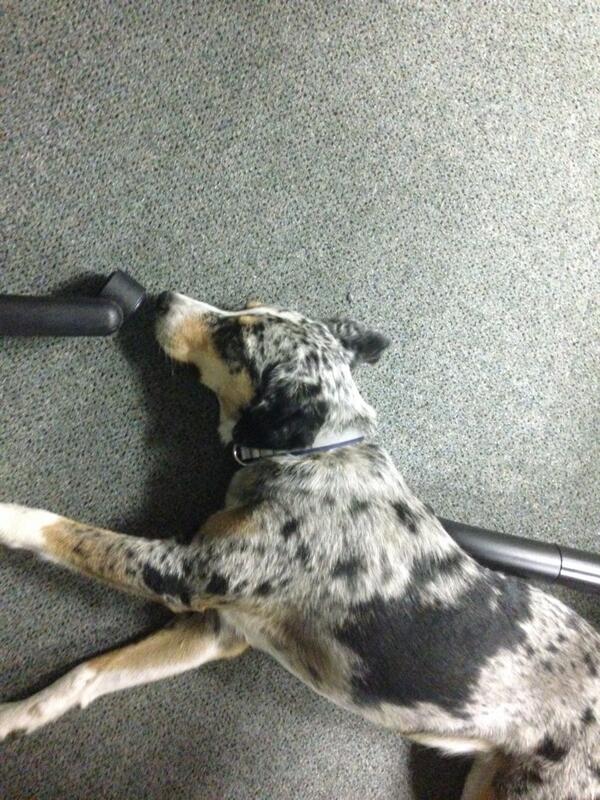 Jacmohuff's tweet photo. Sleeping during a meeting. She is her mothers dog... #TakeYourDogToWorkDay http://t.co/KgPi7juq2H