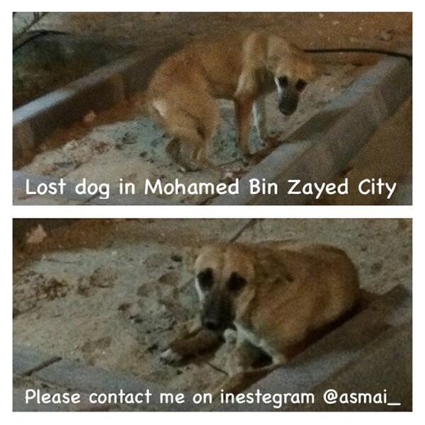 _asmaibrahim's tweet photo. #los_dog in #mbz #uae #abudhabi #mohamed_bin_zayed_city http://t.co/srpWKX507r