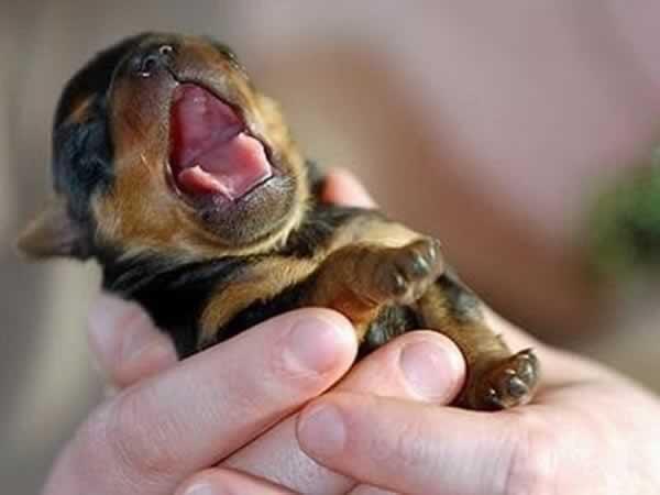 AnimalesGuru's tweet photo. "Cuando un hombre se apiade de todas las criaturas vivientes, sólo entonces será noble."  Buda. http://t.co/gR2EcADydE
