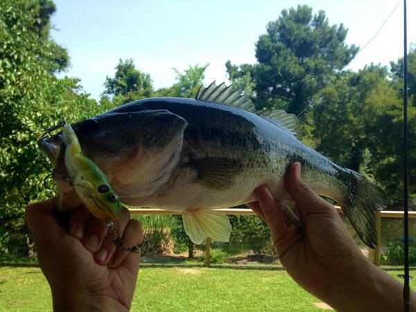 sfheilman's tweet photo. New tackle @SchoolFig nice fish #fishpondwars http://t.co/cqc3S0ZUtd