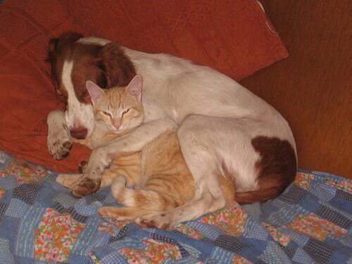 Sproasan's tweet image. #YulinGetDogsOffTheMenu  #cancelyulindogmeatfestival 🙏🙏🙏🙏🙏🙏🙏💔💔💔💔💔