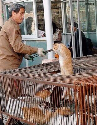 Sproasan's tweet image. #YulinGetDogsOffTheMenu  #cancelyulindogmeatfestival  🙏🙏🙏🙏🙏🙏🙏💔💔💔💔