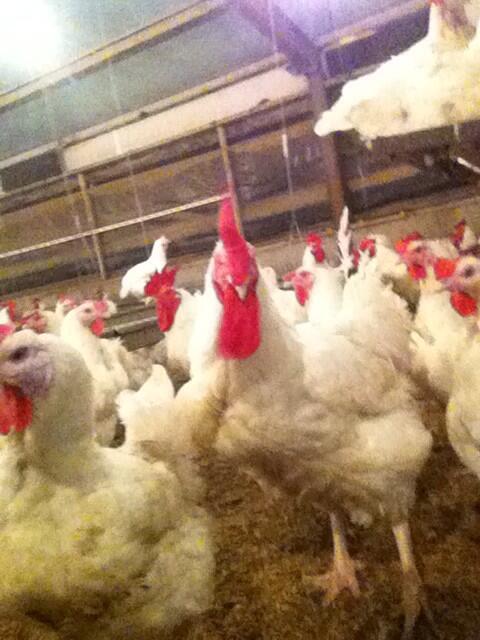 dfaouzy's tweet photo. Je confirme le coq n'est pas deplumer #rmclive http://t.co/IMxwrze2Cm