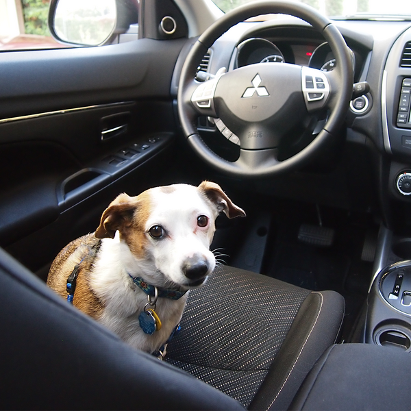 eBay's tweet photo. Today has gone to the dogs as we celebrate canine companionship, Take Your Dog to Work Day #TYDTWD http://t.co/ZFDmFt5Nbf