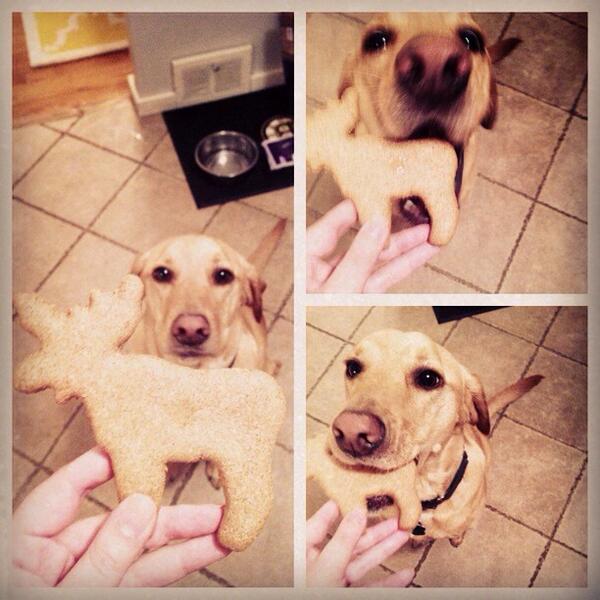 printtherapy's tweet image. Sawyer enjoying his #OMHG mail swap treat. Thanks @cnichols83186! #DogsofOMHG