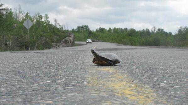 CBCNews's tweet image. Help turtles cross area roads, Sudbury group asks drivers cbc.ca/1.2679793
