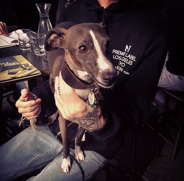 AD7bells's tweet photo. AHHHH! We love it when you bring your pooches in for a visit. How cute is this guy?! http://t.co/fbDjuefWN5