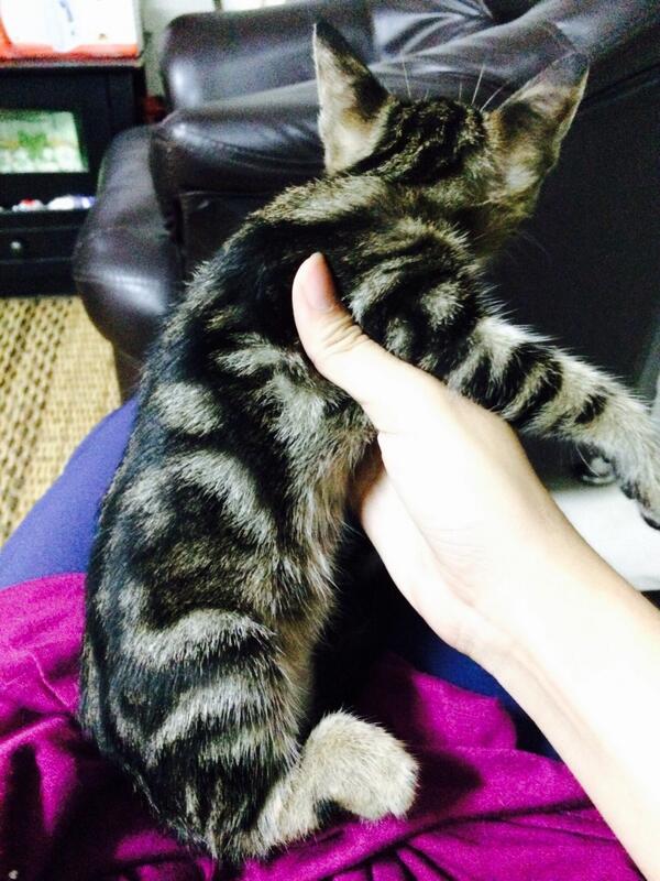 Rara Ar Twitter Weh Kucing Bengal Memang Liar Ke Mende Natang Sampai Masuk Longkang Aku Pujuk Kucing Ni Tapi Tak Berjaya Jugak Twitter