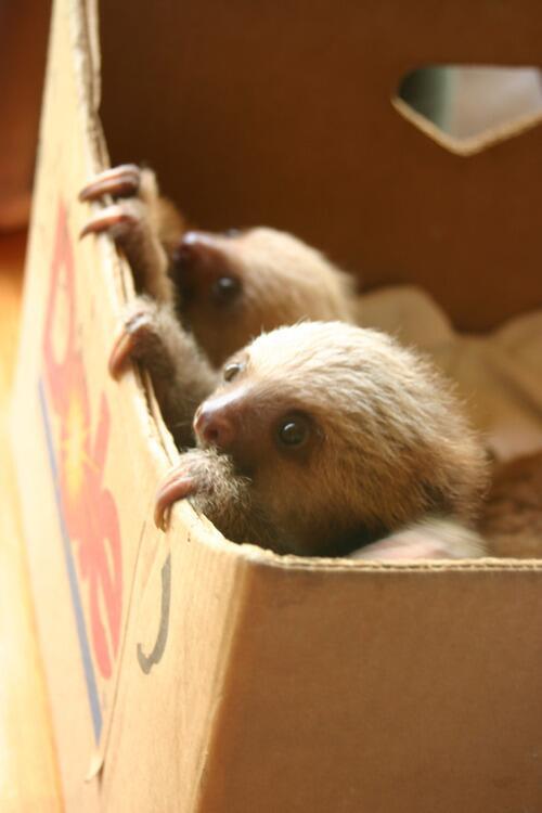 altum68's tweet image. Nothing like a box full of sloths on a Saturday morning. Happy #SlothWeek  everyone :)