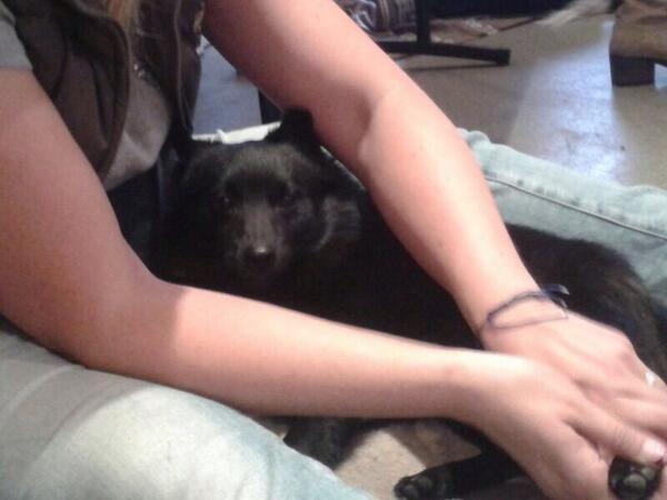 HusDroopy's tweet photo. De cursus hondenmassage was geslaagd! http://t.co/TpEsF13uNS