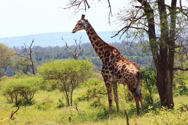 3IN037's tweet photo. LONGEST DAY of the year dedicated to the LONGEST ANIMAL on earth with the LONGEST TONGUE! #WorldGiraffeDay #wildlife http://t.co/fqmajjZjeF
