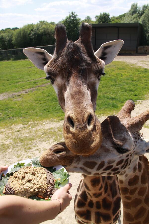 Longleat's tweet image. Not only is today the first ever #WorldGiraffeDay... It's also Becky the giraffes 22nd Birthday! #HappyBirthday