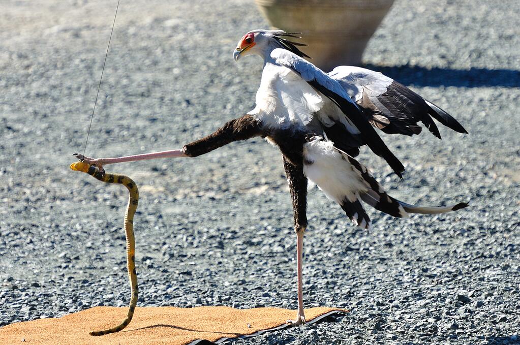 バケツヘッド 3月6日模擬甲冑戦闘訓練会 Auf Twitter Secretarybird Video Http T Co T1unwrvbga ヒクイドリも良いけど やはり何と言っても その美脚でヘビを蹴り殺して食べるヘビクイワシさんかっけぇです Http T Co 8gnuxqmsip