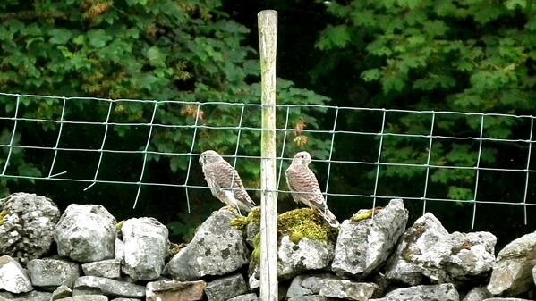 The Kestrels have left the building! Three of the six survived and are exploring the great outdoors.