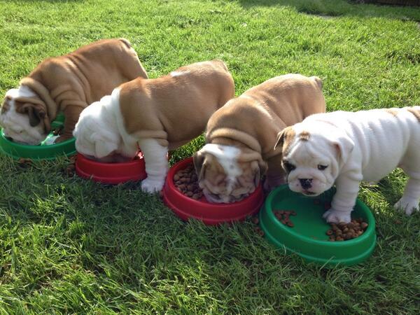 BulldogsofHull's tweet photo. Lunch ... Al fresco #FeedingTime #HungryPups http://t.co/4B9ldqPv6o