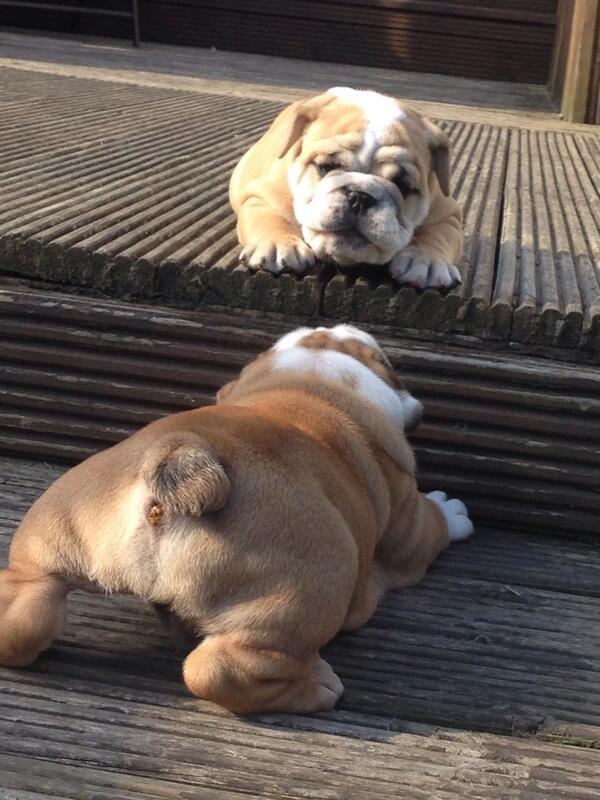 BulldogsofHull's tweet photo. Fighting to be king of the step #BulldogGames #PuppyPlaytime http://t.co/i7pTVYmtJH