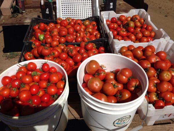 PagesOrganics's tweet photo. Buckets of organic tomatoes http://t.co/YbA2VGDGv4