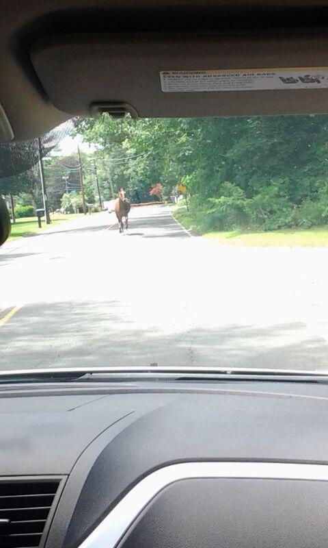 There is a horse running at us. Pray for me.