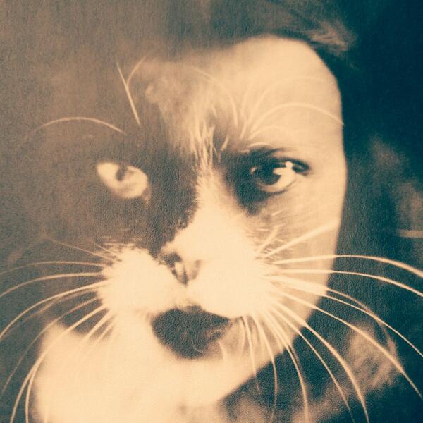 Mme Miez @murphys-cat.bsky.social tweet media