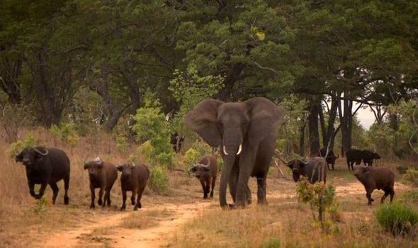 1Pepsy's tweet photo. Orphan elephant adopted by family of buffalo!!  http://t.co/6FpDOzD2gC  #Elephants   #Wildlife  #Buffalo http://t.co/vad1QEUswo