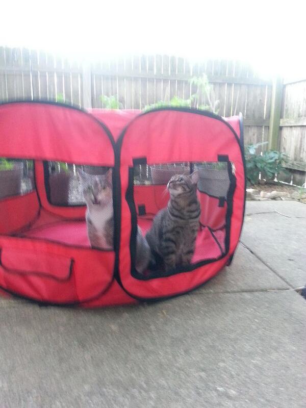 razntazcats's tweet photo. Not sure about the great outdoors #insideplease http://t.co/CJx4dRYziY