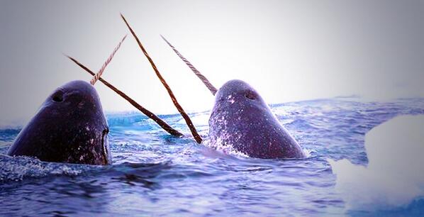 Happy Saturday! We live in a world where Narwals exist, now THAT is something to celebrate 💦#letskeepitthatway