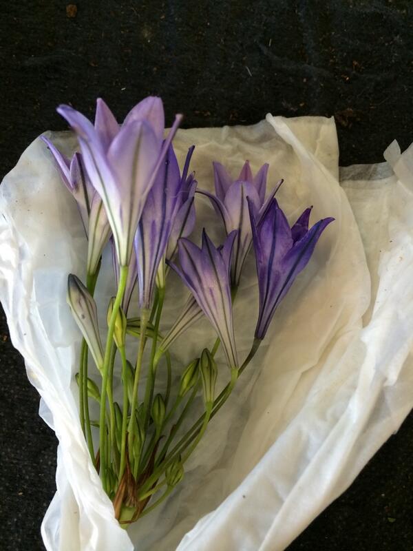 <a href="/18_fruitnveg/">Tesco Grp18 Produce</a> <a href="/18_tesco/">Tesco 18</a> 
Can anyone help 1 of our customers out by naming this flower he bought in store in a bunch.