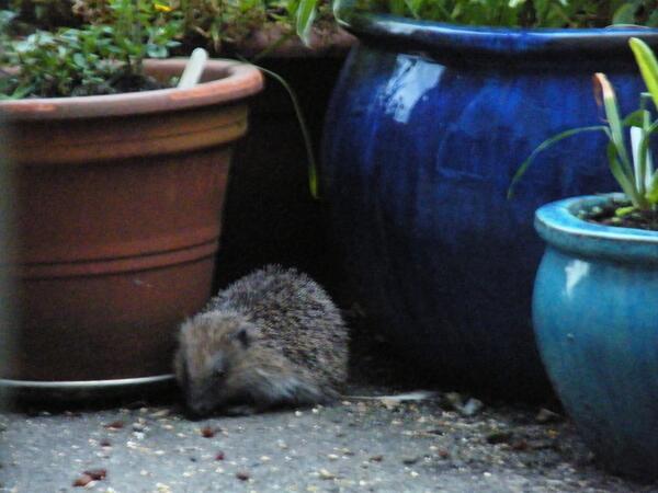 Steve_Yorkshire's tweet image. Mr Hedgy The Hog Gets The raisons ... #screenshotsaturday #notgamedev