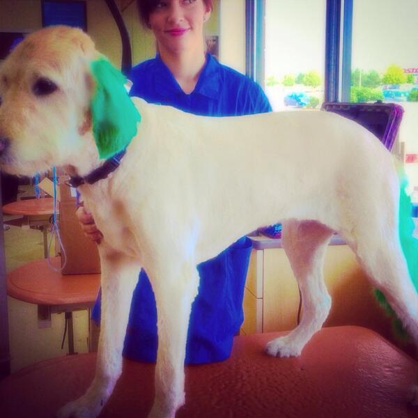 steph_vond's tweet photo. So much fun with Misty today :)!
@PetSmart923 #inspiredbypets #BestJobEver http://t.co/hVwSPY3UJE
