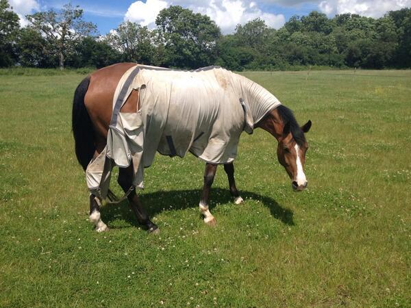 katt_Logan's tweet photo. Naughty pony today http://t.co/O8igGqMXno